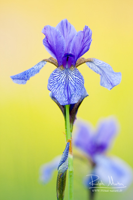 Siberian Iris - Sibirische Schwertlilie - Iris sibirica