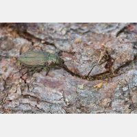 5184 x 3456 Px   _RM_130719_MG_4301.jpg