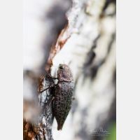 4245 x 6367 Px   _RM_190615_D4_9748.jpg