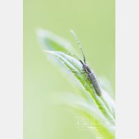 3676 x 5515 Px   _RM_200517_D4_8077.jpg