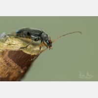 4415 x 2943 Px   _RM_200529_D2_1545.jpg