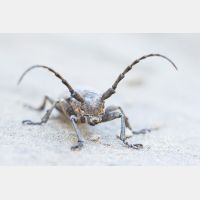 5138 x 3425 Px   _RM_170614_MG_7303.jpg