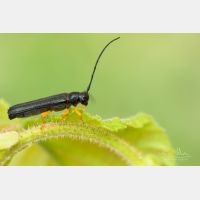 4901 x 3267 Px   _RM_200529_D2_1882-6.jpg