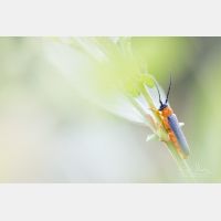 5009 x 3339 Px   _RM_200804_D2_8463.jpg
