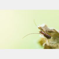 4913 x 3275 Px   _RM_200530_D2_2110.jpg