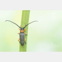 5410 x 3624 Px   _RM_200509_D2_6863_4.jpg