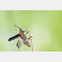 5197 x 3465 Px   _RM_200528_D4_1601.jpg