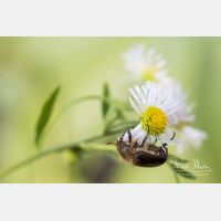 6205 x 4137_Px _RM_200630_D4_5335.jpg