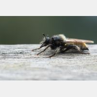 5017 x 3344 Px   _RM_190819_D2_3294.jpg