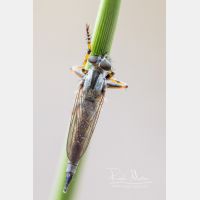 2303 x 3455 Px   _RM_200817_D4_9425_5.jpg