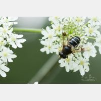 5472 x 3648 Px   Eristalis rupium - Gl&auml;nzende Keilfleckschwebfliege, Slowenia, imago, female_RM_190806_D2_0741.jpg