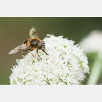 5472 x 3648 Px   Eristalis rupium - Gl&auml;nzende Keilfleckschwebfliege, Slowenia, imago, male_RM_190806_D2_0712.jpg