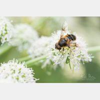 5472 x 3648 Px   Eristalis rupium - Gl&auml;nzende Keilfleckschwebfliege, Slowenia, imago, male_RM_190806_D2_0727.jpg