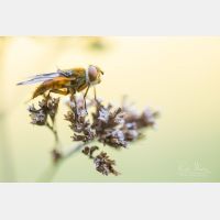 6460 x 4322 Px   _RM_200517_D4_8018_b.jpg