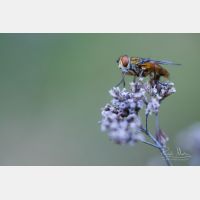 6720 x 4480 Px   _RM_200517_D4_7949.jpg