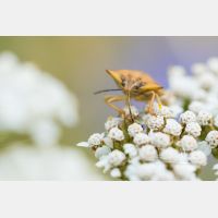 4447 x 2965 Px   _RM_190801_D2_9899.jpg