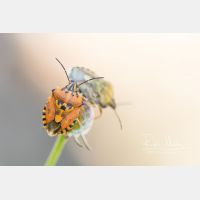 5071 x 3381 Px   _RM_190807_D2_1146.jpg