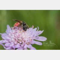 4420 x 2947 Px   _RM_200520_D2_9936.jpg