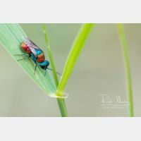 3965 x 2643 Px   _RM_200703_D2_4479.jpg
