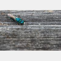 5472 x 3648 Px   _RM_190803_D2_0294.jpg