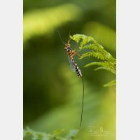 3648 x 5472 Px   _RM_160708_MG_5602.jpg