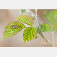 5330 x 3553 Px   _RM_200504_D2_4519.jpg