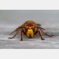 5184 x 3456 Px   _RM_140501_MG_9863.jpg