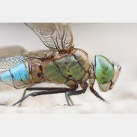 3717 x 2478 Px   _RM_110614_MG_6653.jpg