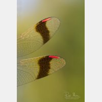 2657 x 3986 Px   _RM_120818_MG_8404.jpg