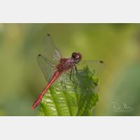 3888 x 2592 Px   _RM_090817_MG_1175.jpg