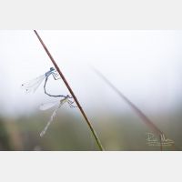 5760 x 3840 Px   _RM_180801__D3_9912.jpg