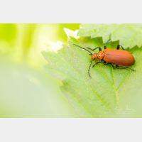 6720 x 4480 Px   _RM_190525_D4_2205.jpg