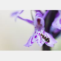 3575 x 2383 Px   _RM_120630_MG_7447.jpg
