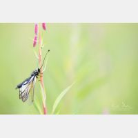6720 x 4480 Px   _RM_190626_D4_9608.jpg
