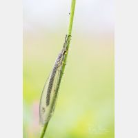 4480 x 6720 Px   _RM_190626_D4_9495.jpg